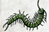 The Centipede (~602, under the surfaces of things) [Enemies Endure]